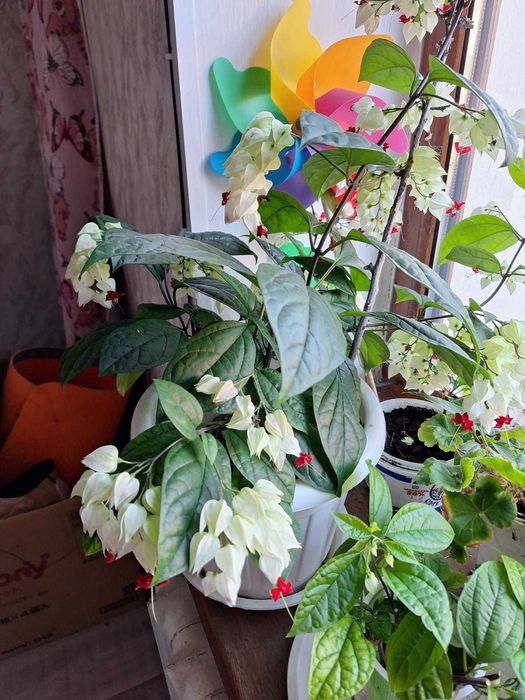 Продам цветы женское счастье