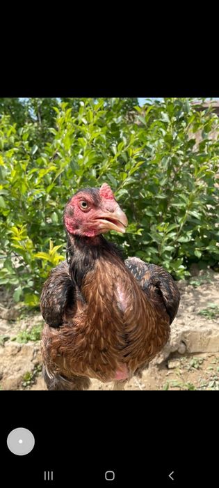 Дакен тауык сатылады тез арада