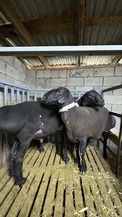 Тұқымдыққа қошқарлар