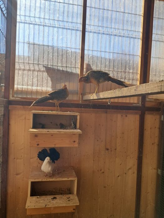 Vând Fazani de diferite specii