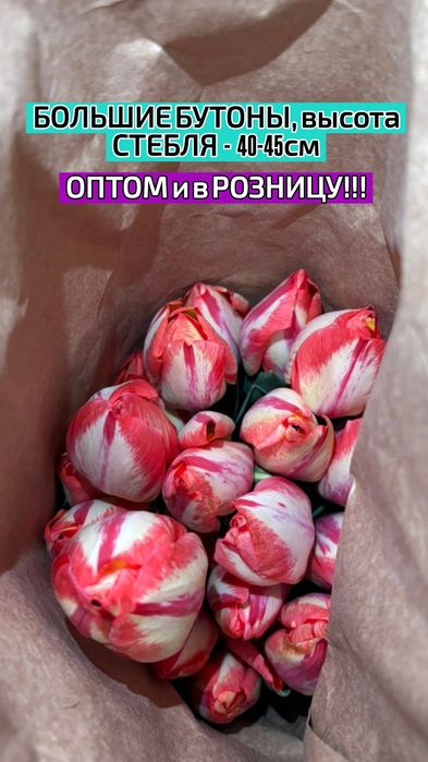 ТЮЛЬПАНЫ!!! Талдықорған!