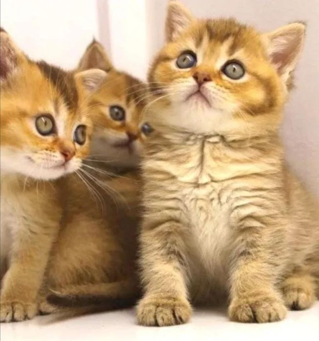 Британские шиншиллы..