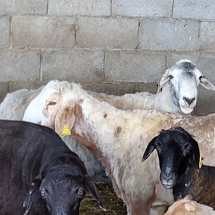 Продам больших Эдильбайских