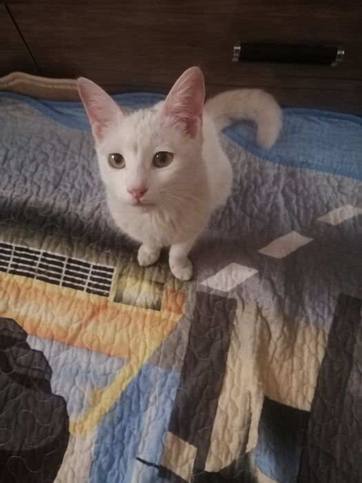 Турецкая ангора, девочка 5 месяцев