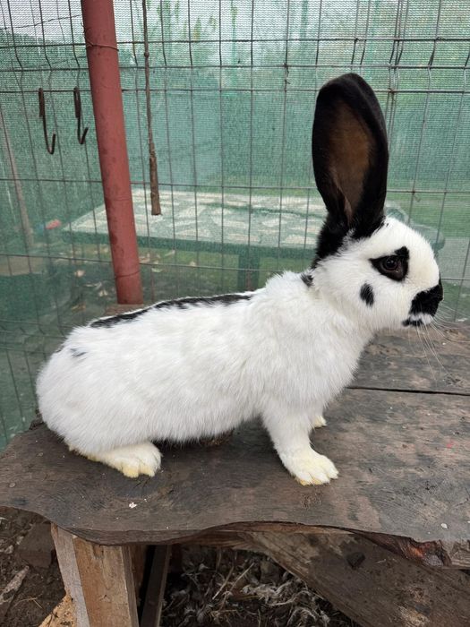 Mascul charly fluture