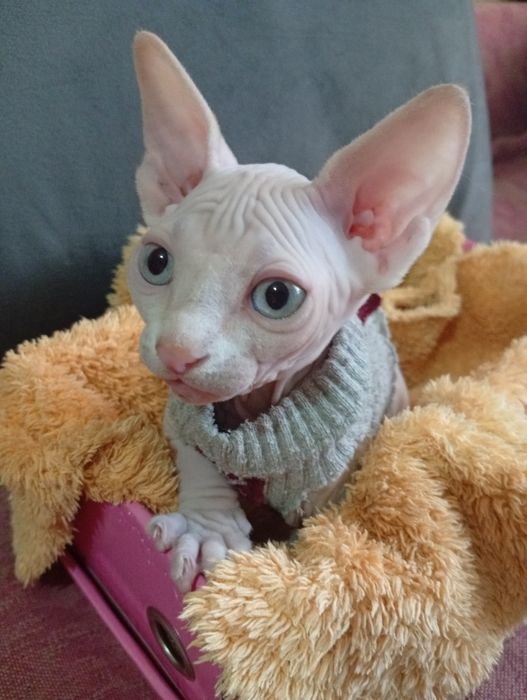 Продается котенок.