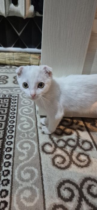 Кошка шотланка мальчик