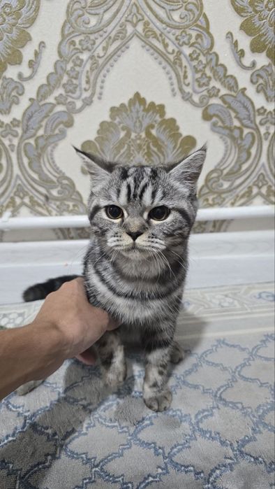 Шотландский прямоухий (скоттиш-страйт)
