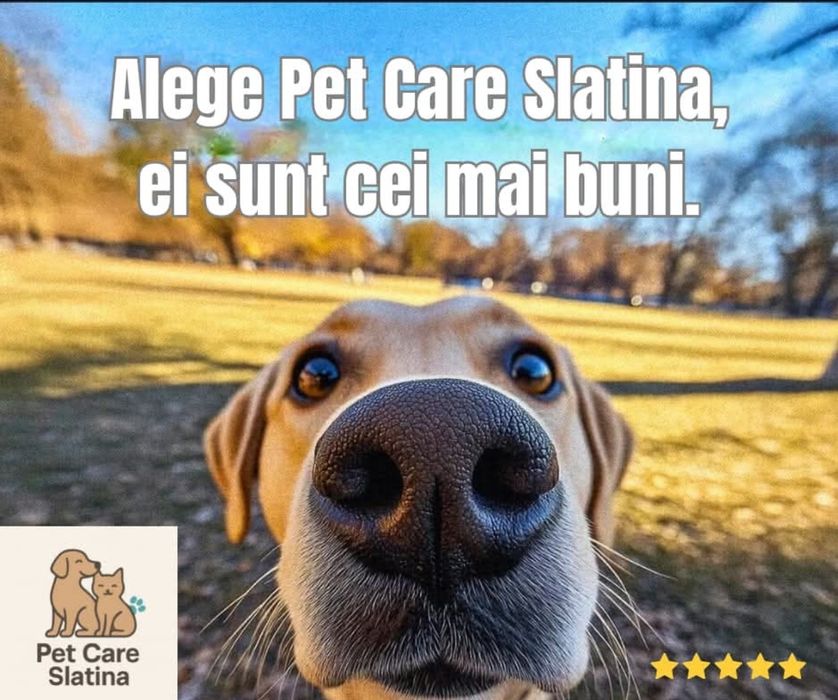 Plimbări câini, Dresaj canin, Vizite pisici & căței,Pet sitting,  Pet Taxi  și multe altele. ❤️  Îngrijire cu pasiune