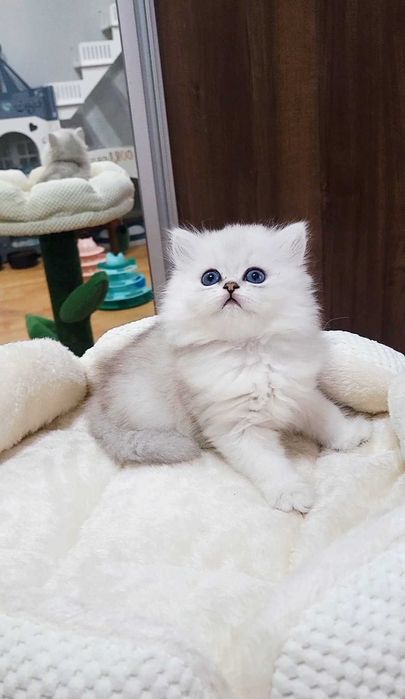 British Longhair – fetiță, pedigree WCF