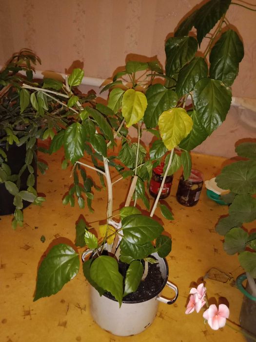 Комнатные растения