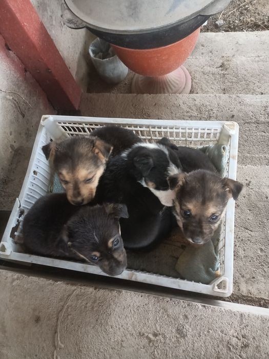 Отдам щенков в хорошие руки