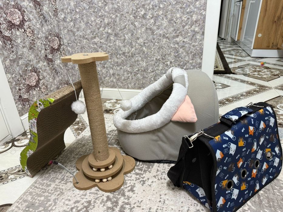 Зоотовары для котят