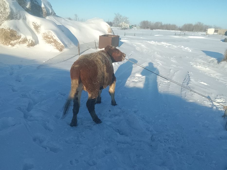 Телята телочки и бычки