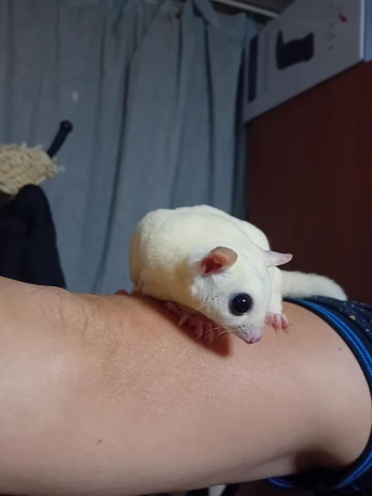 Захарна летяща катеричка