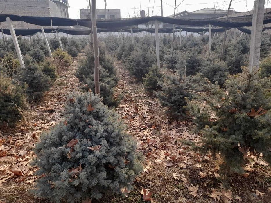 Продается Голубая ель