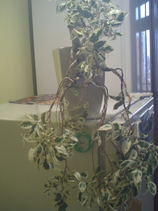 Продавам истински живи бонсаи