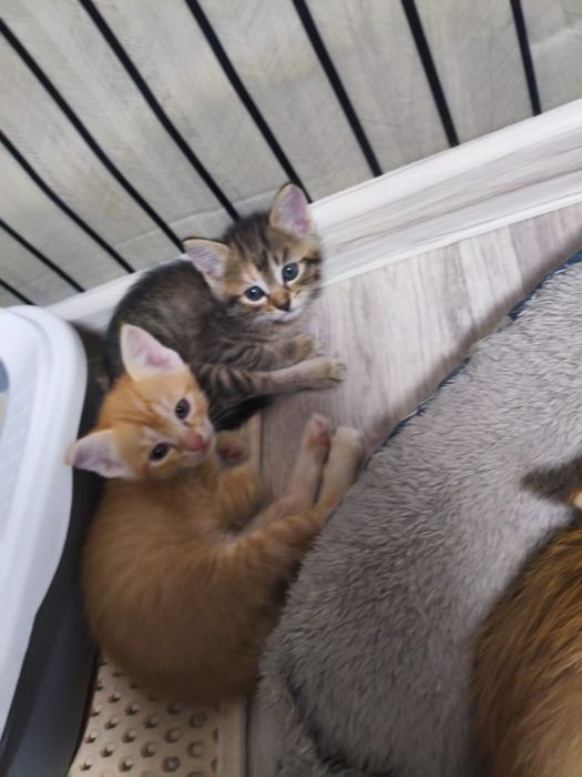 Котята, отдадим в добрые руки