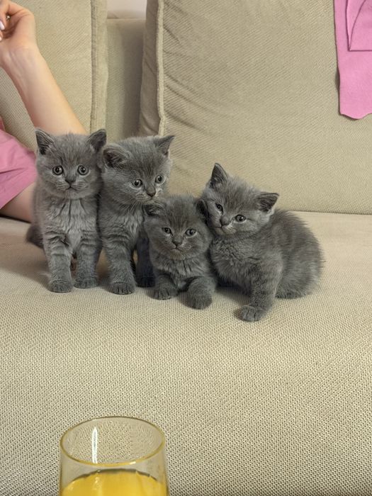 Чистокръвни Британчета