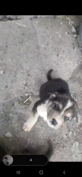 Одам щенков  мальенкие месяц