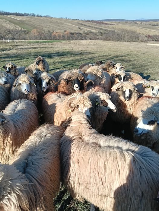 Vând 5 noatine breze și oacheșe