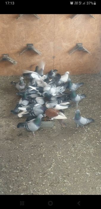 De vînzare porumbei