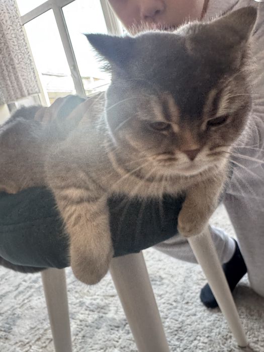 Продается котенок