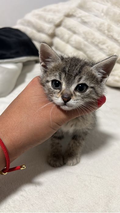 Pisici spre adoptie