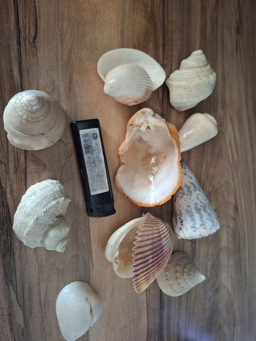 Ракушки с моря обмен