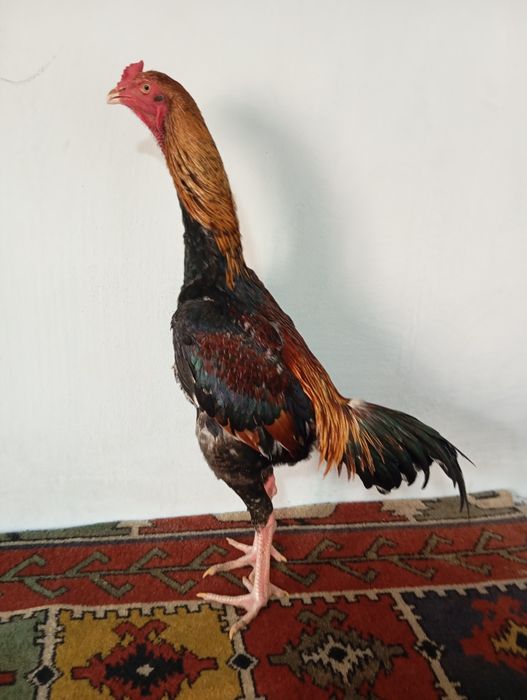 Mayski joja sotiladi vesi 4 kg