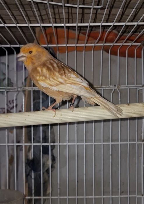 Канарейка самец сайрап тұр..