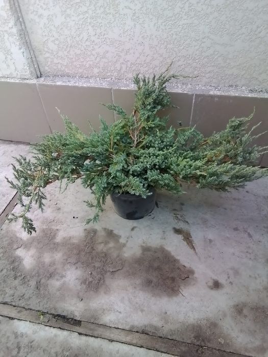 Продаю можжевельники и  туи разных сортов
