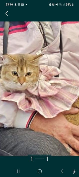 Шиншила боласи сотилади арзон нархда.