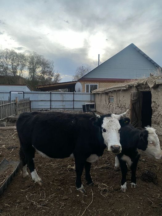 Сиыр бұзауымен .