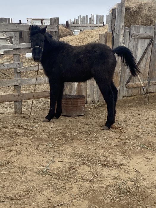 Жабагы сатылады