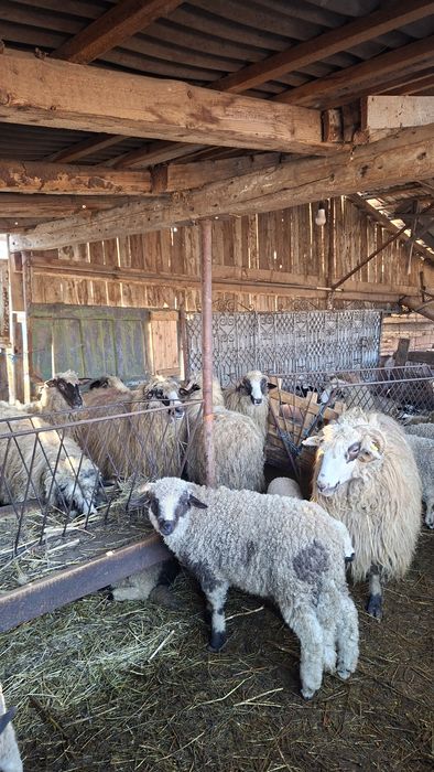 Vând 17 oi cu miei tinere