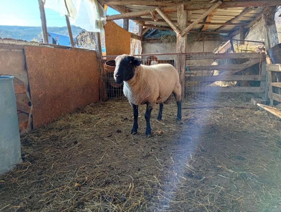 De vânzare berbec suffolk