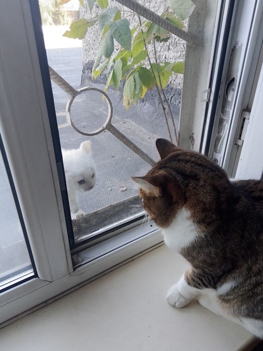 Котёнок белый отдам в добрые руки