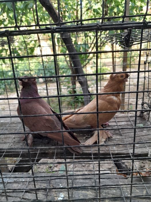 Голуби-руян и новат продаются