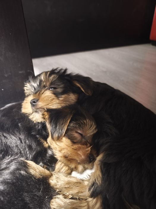 Продавам йоркширски териер