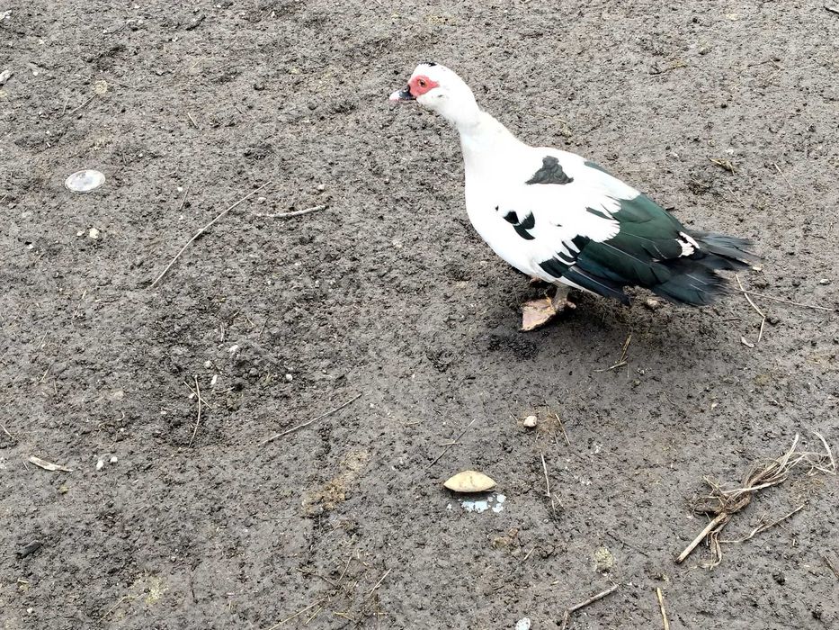 Vând rațe mute                                                     .