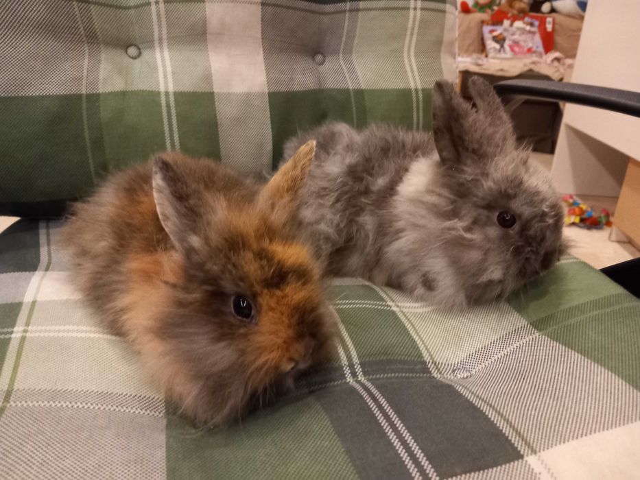 Iepure Mini Toys Iepure de Companie