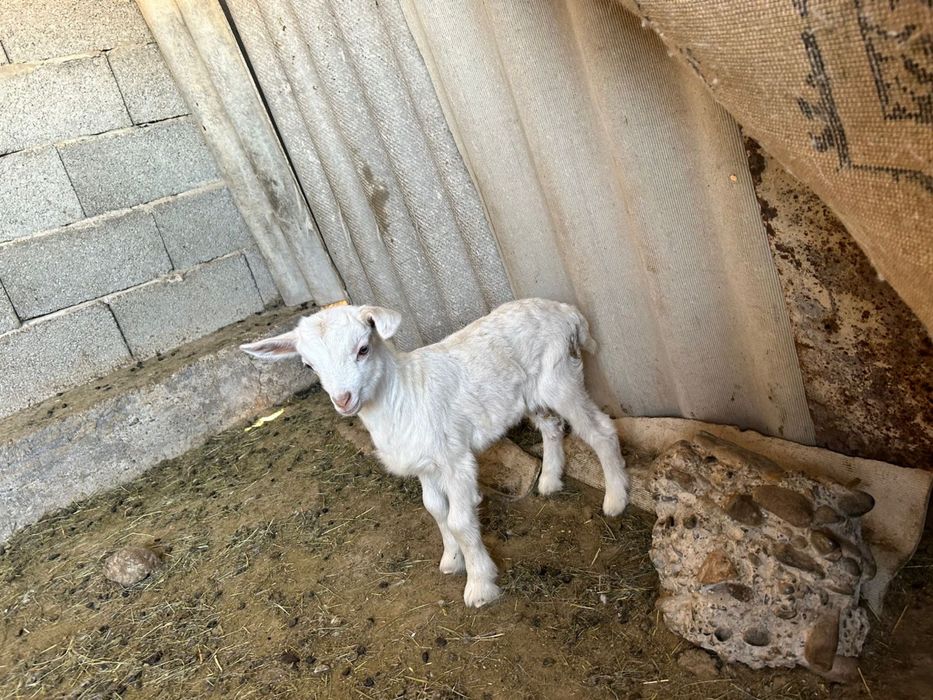 Орыс ешкі лағымен