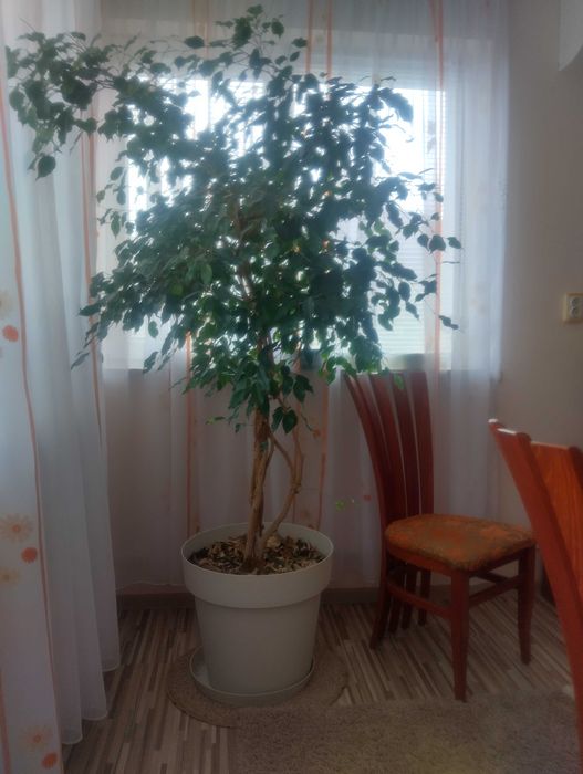 Продавам цветя в саксия