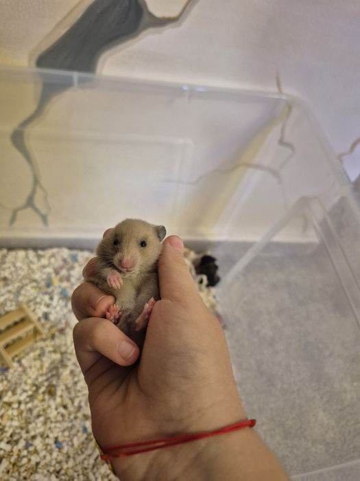 Hamsteri Sirieni Constanta