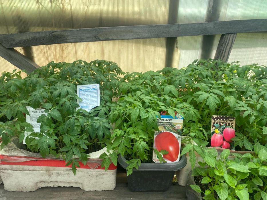 Продам рассаду помидор