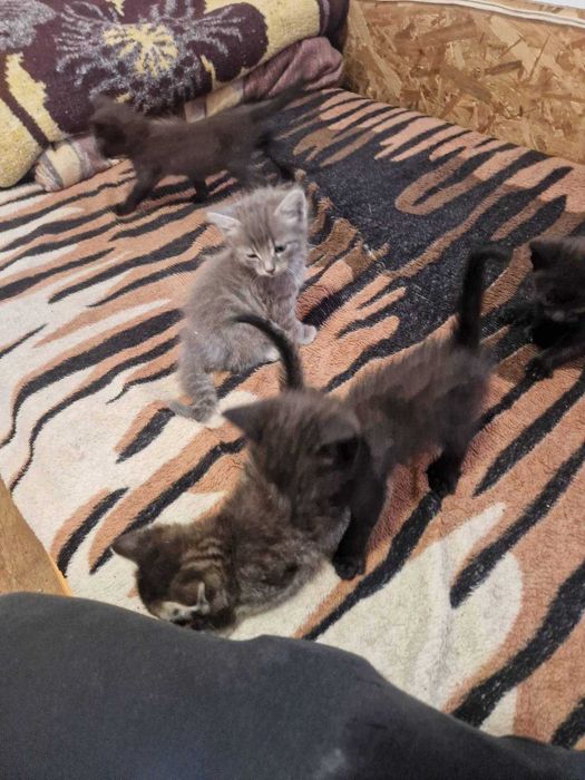 Подарявам котенца