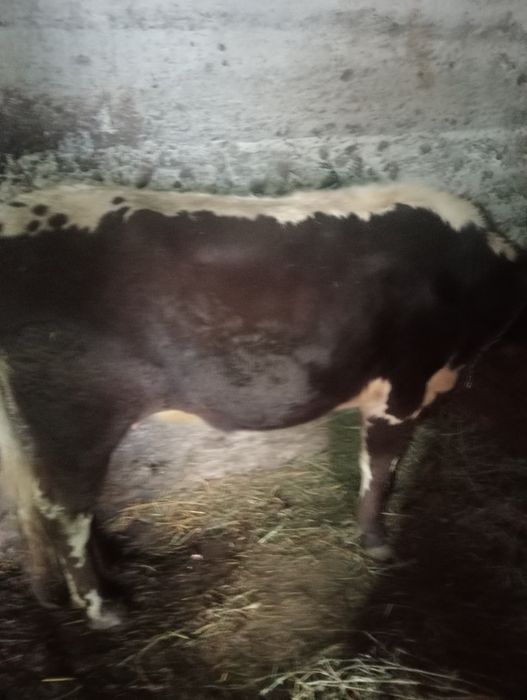 Jurincă de vînzare