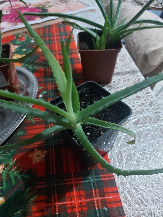 Продам растение АЛОЭ