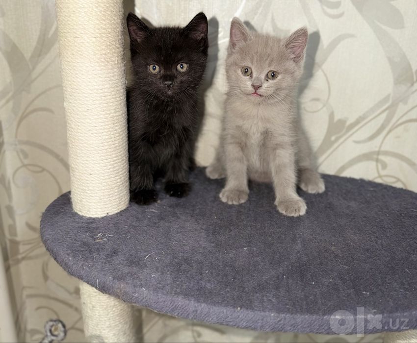Продаются котята породистые мальчики 1,5 мемяца